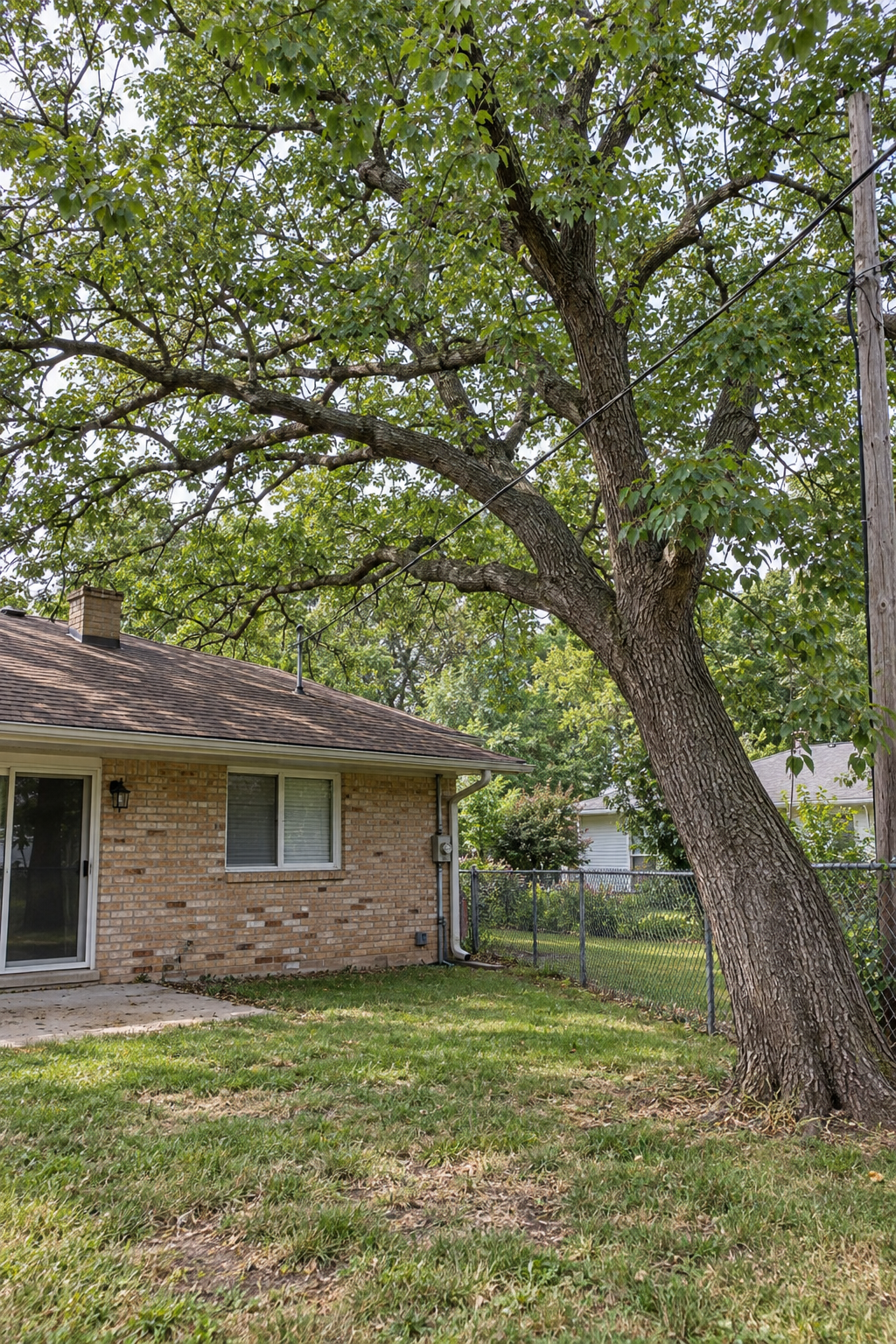 Large hardwood tree with limbs over a house roof, a chain-link fence and a service wire