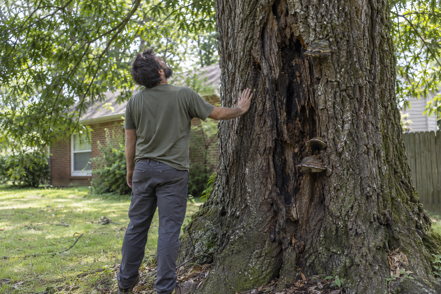 Worker with a hand on a hollow oak trunk looking up into the canopy